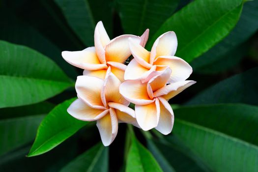 Plumeria flower with green leaves