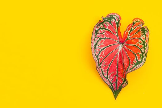 Caladium leaf on yellow background. Copy space