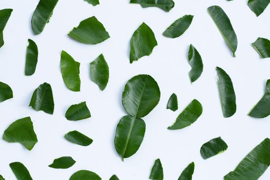 Bergamot kaffir lime leaves herb fresh ingredient isolated on white background.