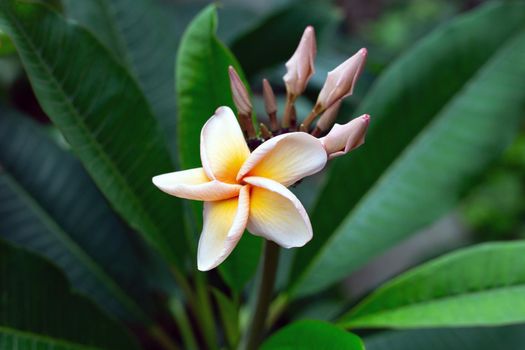 Plumeria flower with green leaves 