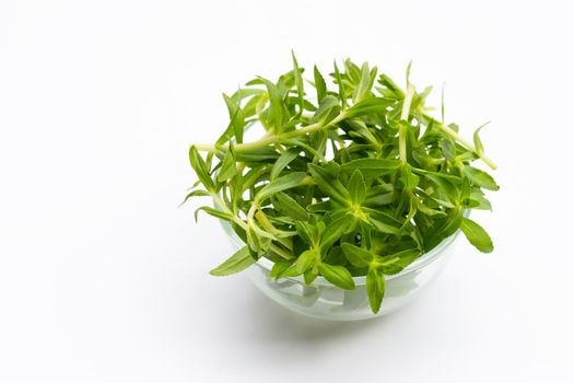 Fresh paddy rice herb on white background.