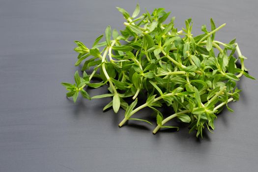 Fresh paddy rice herb on dark background.