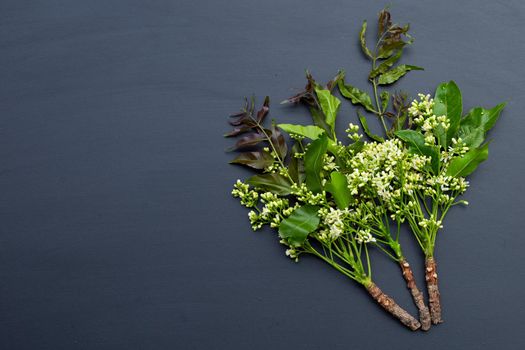 Neem leaves and flowers on dark background.