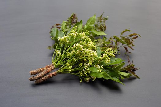 Neem leaves and flowers on dark background.