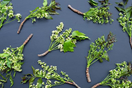 Neem leaves and flowers on dark background.