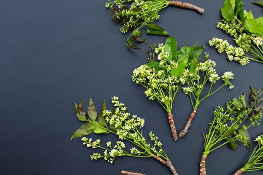 Neem leaves and flowers on dark background.