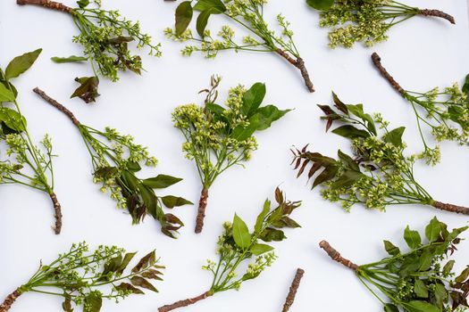 Neem leaves and flowers on wihte background.