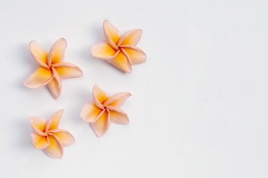 Plumeria flower on white background.
