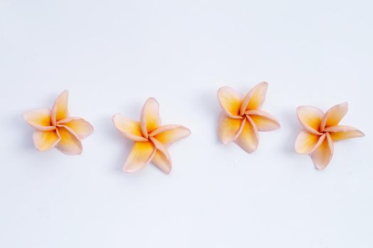 Plumeria flower on white background.