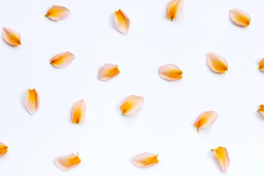 Plumeria or frangipani flower petals on white background.
