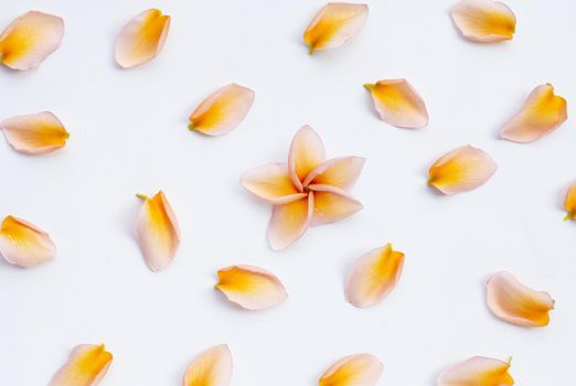 Plumeria or frangipani flower petals on white background.