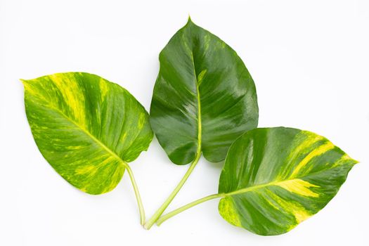 Golden pothos or devil's ivy leaves on white background.