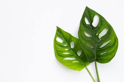 Monstera Adansonii leaves or Swiss cheese vine house plant