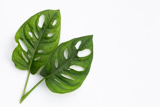 Monstera Adansonii leaves or Swiss cheese vine house plant
