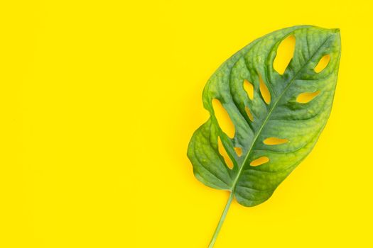 Monstera Adansonii leaves or Swiss cheese vine house plant