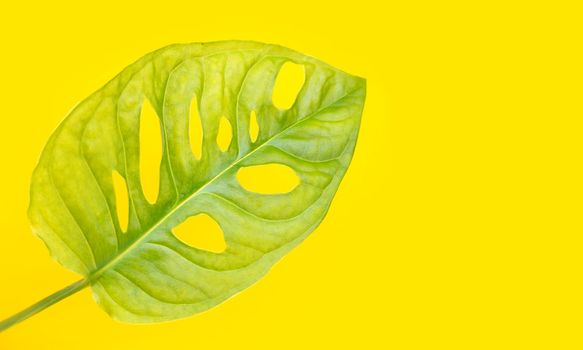 Monstera Adansonii leaves or Swiss cheese vine house plant