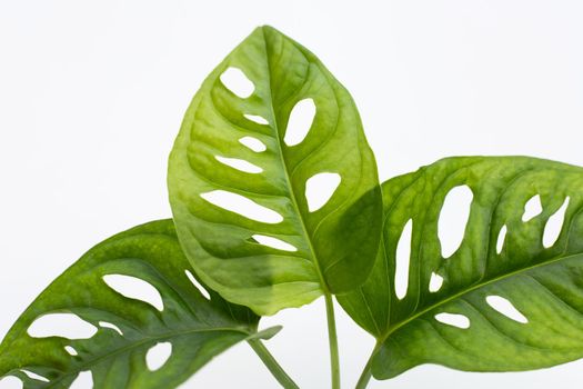 Monstera Adansonii leaves or Swiss cheese vine house plant