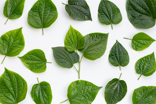 Fresh Wild Betel leaves isolated on white background