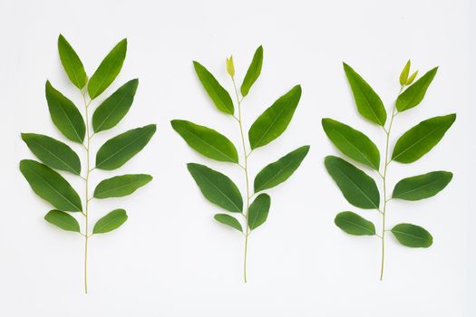 Eucalyptus leaves on white background.
