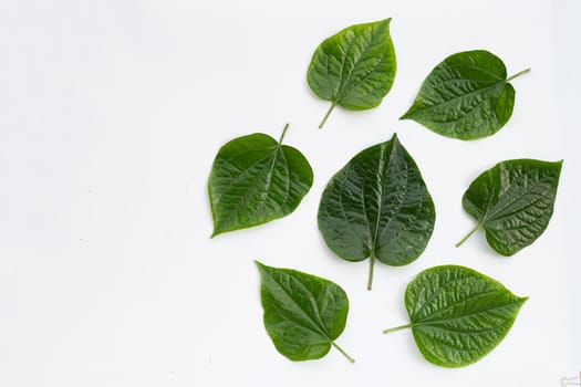 Fresh Wild Betel leaves isolated on white background