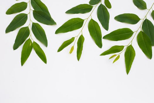 Eucalyptus leaves on white background.