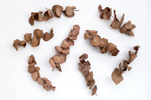 Eucalyptus dry leaves on white background.