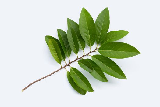 Custard apple leaves on white background.