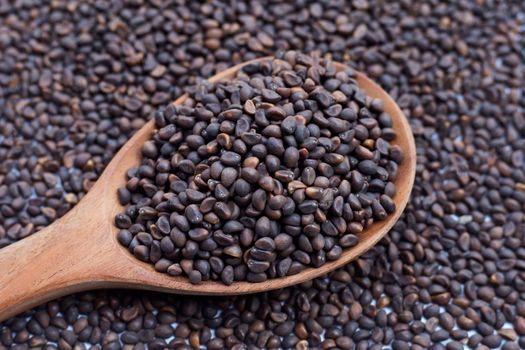 Black seed of morning glory