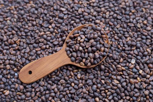 Black seed of morning glory