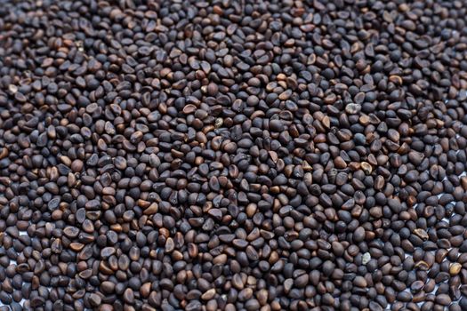 Black seed of morning glory
