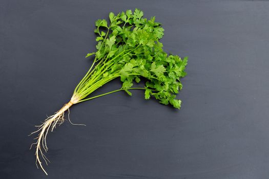 Fresh coriander on dark background.