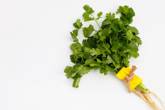 Fresh coriander on white background.