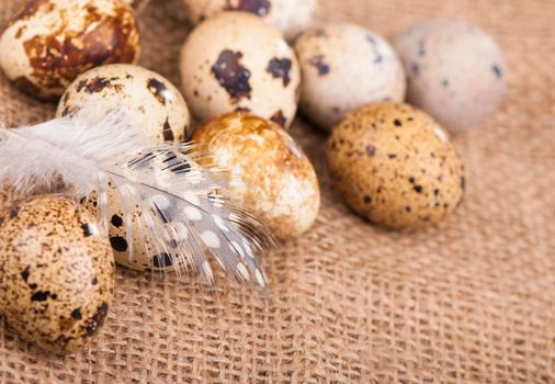 quail eggs and feather lie on a cloth