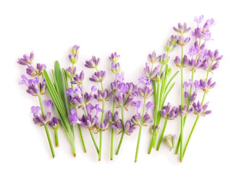 Lavender flowers bundle on a white background.