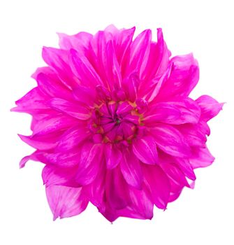 Deautiful flower dahlia isolated on a white background