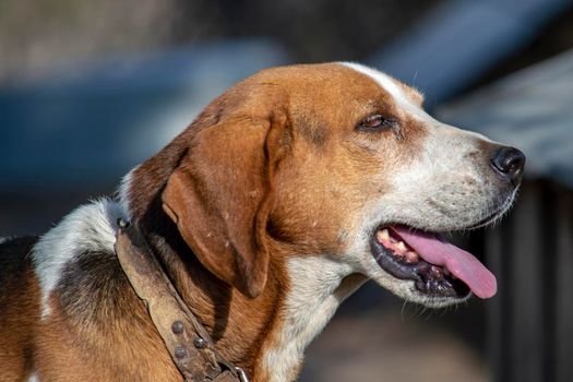 Estonian Hound dog outdoor portrait at cloudy day
