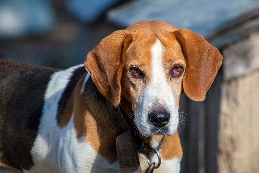 Estonian Hound dog outdoor portrait at cloudy day