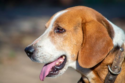 Estonian Hound dog outdoor portrait at cloudy day