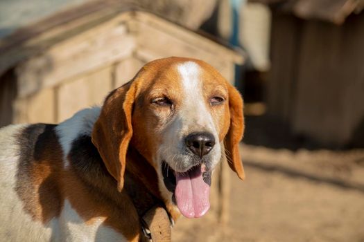 Estonian Hound dog outdoor portrait at cloudy day