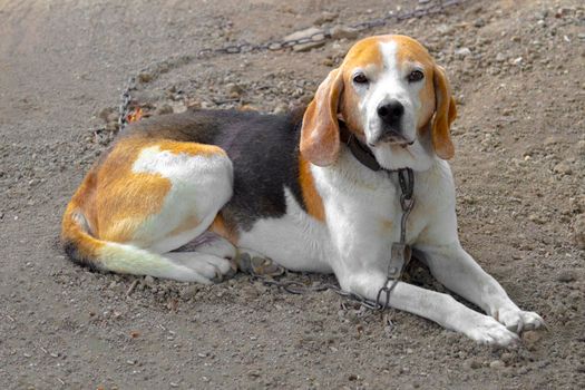 Estonian Hound dog outdoor portrait at cloudy day