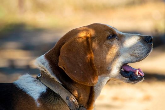 Estonian Hound dog outdoor portrait at cloudy day