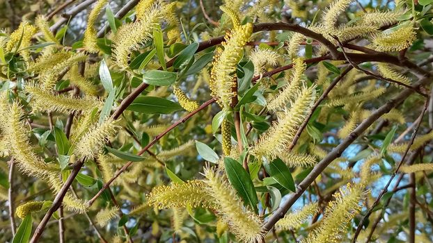 Close-up, brush of willow in early spring. Yellow stamens on the branches. Background, pattern natural.