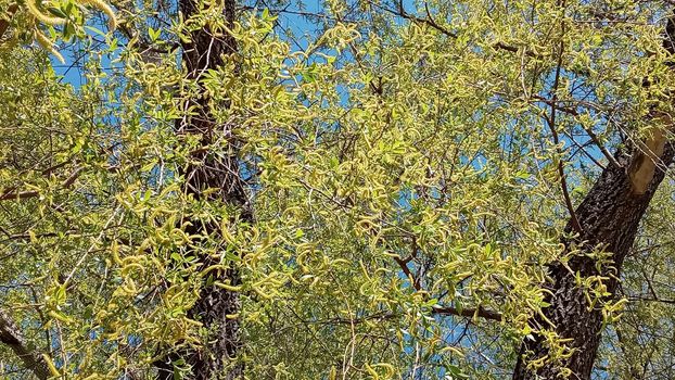 Close-up, brush of willow in early spring. Yellow stamens on the branches. Background, pattern natural.