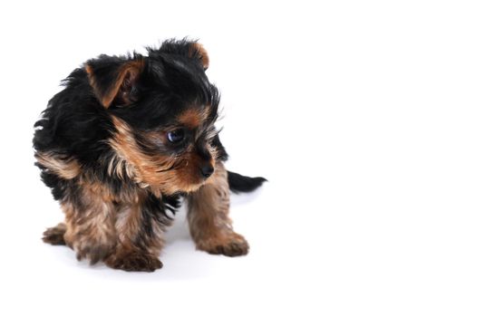 Alone frightened puppy yorkshire terrier on white background