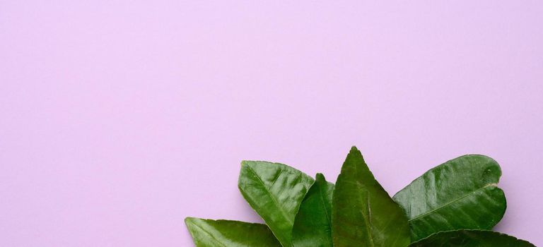 green mandarin leaves on purple background, top view, copy space