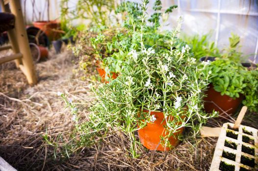 Ecological aromatic plants. Rosemary, basil and chives. No people