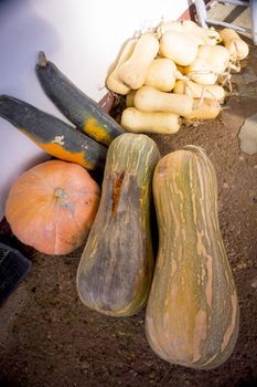 Different types of organic pumpkin. No people