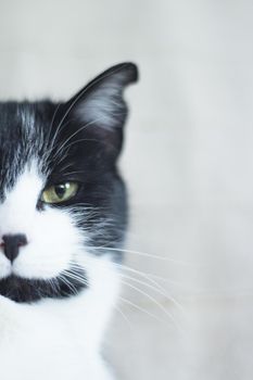 Black and white cat with immunodeficiency. Two and a half years of age