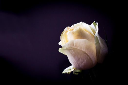 Yellow rose bud on dark background. Sad scene