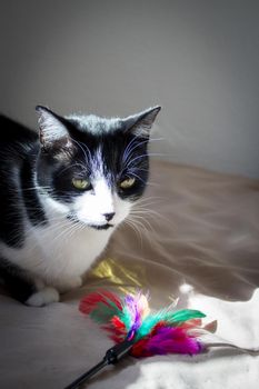 Black and white cat playing with colored cat duster. No people